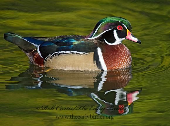 Aix sponsa  WOOD DUCK 9006245