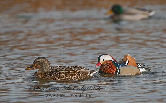 Aix galericulata  MANDARIN DUCK 1300780