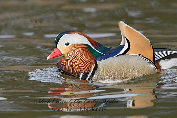 Aix galericulata  MANDARIN DUCK 1300768