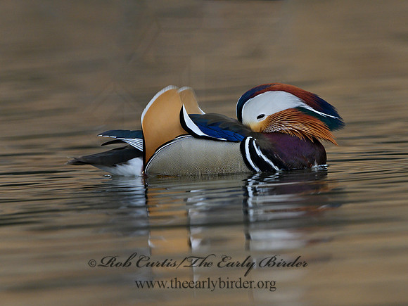 Aix galericulata  MANDARIN DUCK 1300804