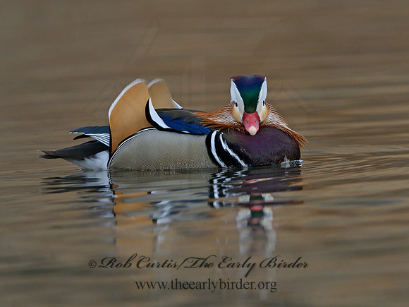 Aix galericulata  MANDARIN DUCK 1300805