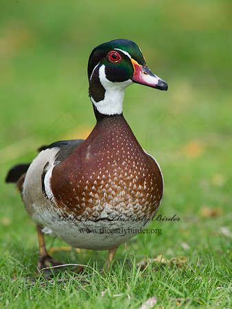 Aix sponsa  WOOD DUCK 9010342