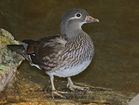 Aix galericulata  MANDARIN DUCK 6018488