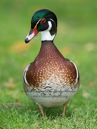 Aix sponsa  WOOD DUCK 9010343