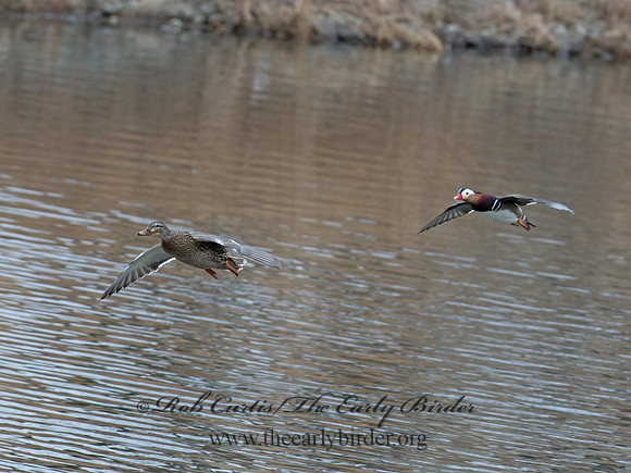 Aix galericulata  MANDARIN DUCK 9062854
