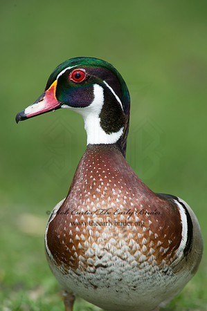 Aix sponsa  WOOD DUCK 9010346