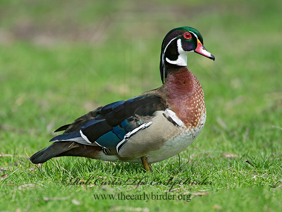 Aix sponsa  WOOD DUCK 9010348