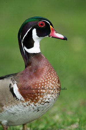 Aix sponsa  WOOD DUCK 9010345