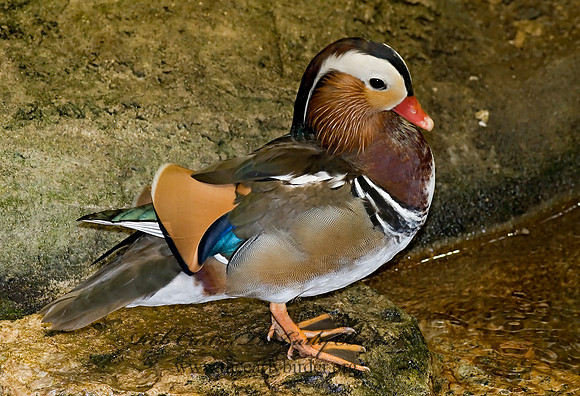Aix galericulata  MANDARIN DUCK 6018515