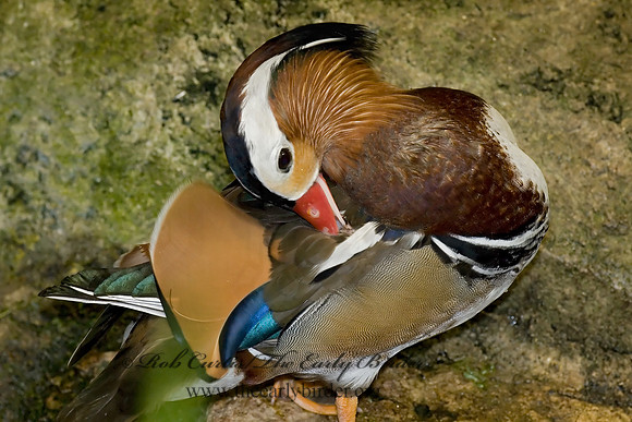 Aix galericulata  MANDARIN DUCK 6018514