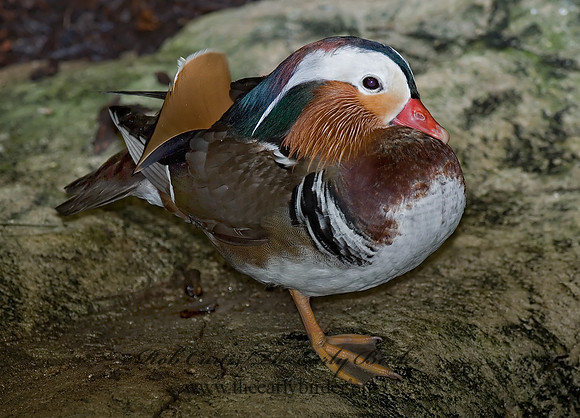 Aix galericulata  MANDARIN DUCK 6018841