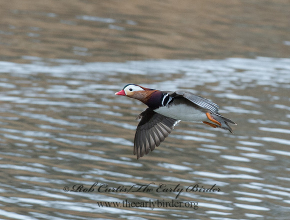 Aix galericulata  MANDARIN DUCK 9062858
