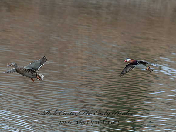 Aix galericulata  MANDARIN DUCK 9062855