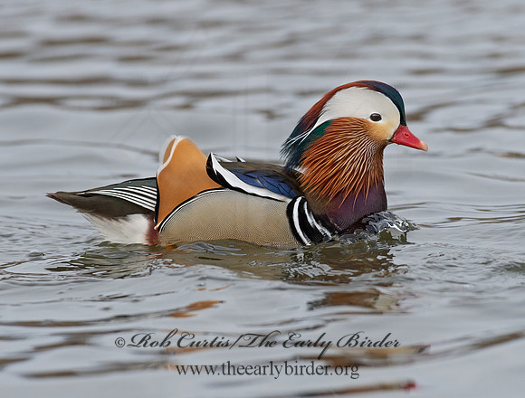 Aix galericulata  MANDARIN DUCK 9062864