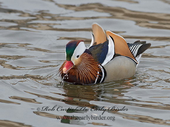 Aix galericulata  MANDARIN DUCK 9062861