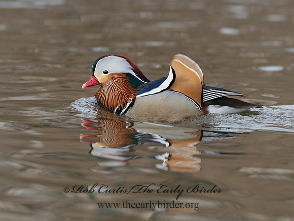 Aix galericulata  MANDARIN DUCK 9062867