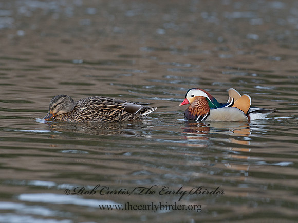 Aix galericulata  MANDARIN DUCK 9062882