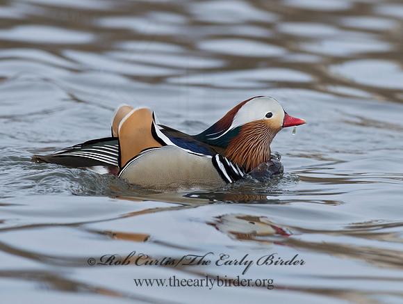 Aix galericulata  MANDARIN DUCK 9062888