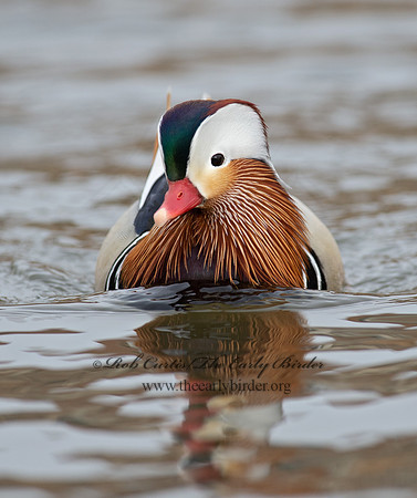 Aix galericulata  MANDARIN DUCK 9062897
