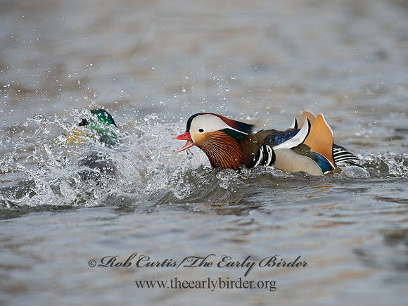 Aix galericulata  MANDARIN DUCK 9062890