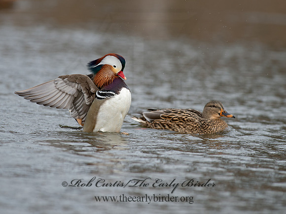 Aix galericulata  MANDARIN DUCK 9062906