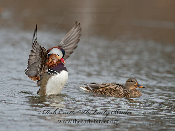 Aix galericulata  MANDARIN DUCK 9062907