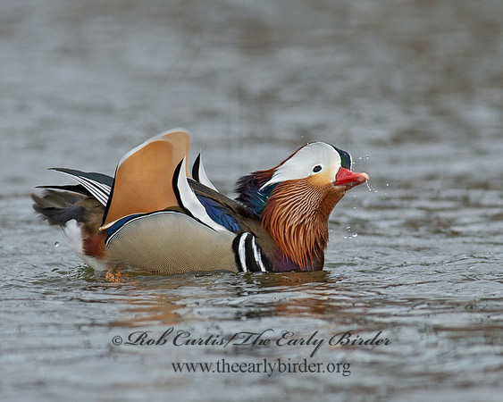 Aix galericulata  MANDARIN DUCK 9062910