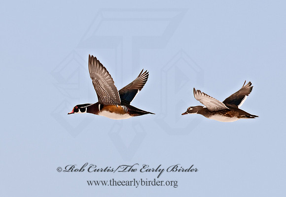 Aix sponsa  WOOD DUCK 3001115
