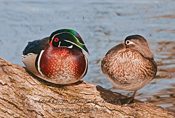 Aix sponsa  WOOD DUCK 3001536