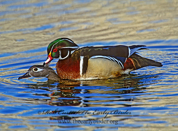 Aix sponsa  WOOD DUCK 1280336