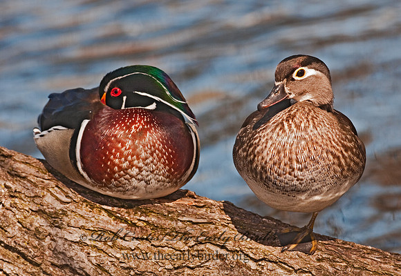 Aix sponsa  WOOD DUCK 3001538