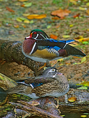 Aix sponsa  WOOD DUCK 159601