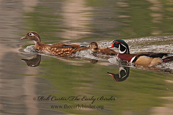 Aix sponsa  WOOD DUCK 3002173