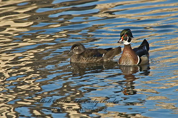 Aix sponsa  WOOD DUCK 5004919
