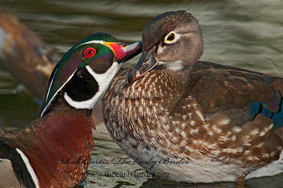 Aix sponsa  WOOD DUCK 3007636