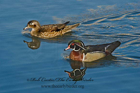 Aix sponsa  WOOD DUCK 5004923