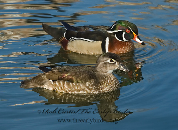 Aix sponsa  WOOD DUCK 5004948