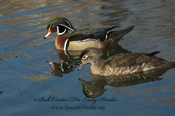 Aix sponsa  WOOD DUCK 5004945