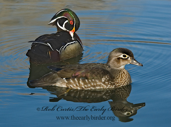 Aix sponsa  WOOD DUCK 5004949