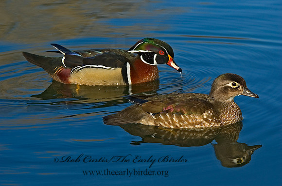 Aix sponsa  WOOD DUCK 5004950 pr