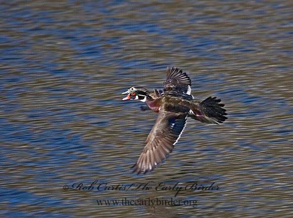 Aix sponsa  WOOD DUCK 6002896