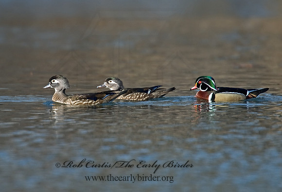 Aix sponsa  WOOD DUCK 6002002