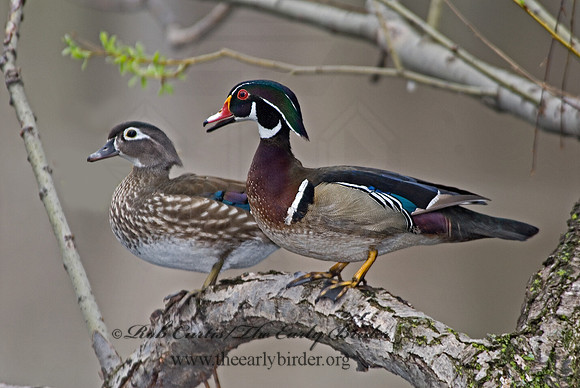 Aix sponsa  WOOD DUCK 6002824