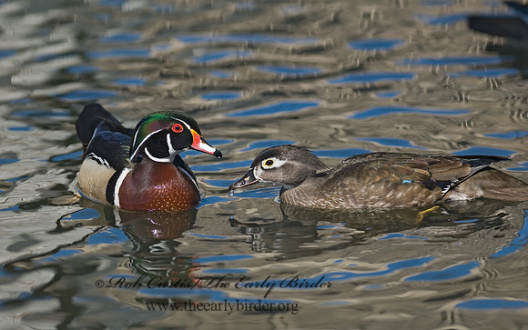Aix sponsa  WOOD DUCK 6021756