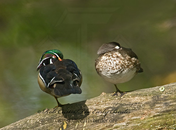 Aix sponsa  WOOD DUCK 7014533