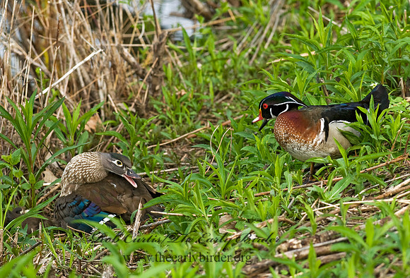 Aix sponsa  WOOD DUCK 7016211
