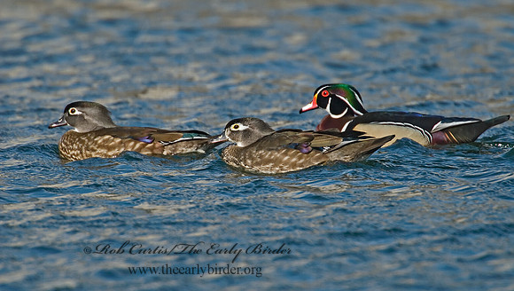 Aix sponsa  WOOD DUCK 7001023