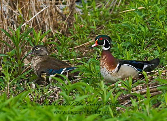 Aix sponsa  WOOD DUCK 7016233