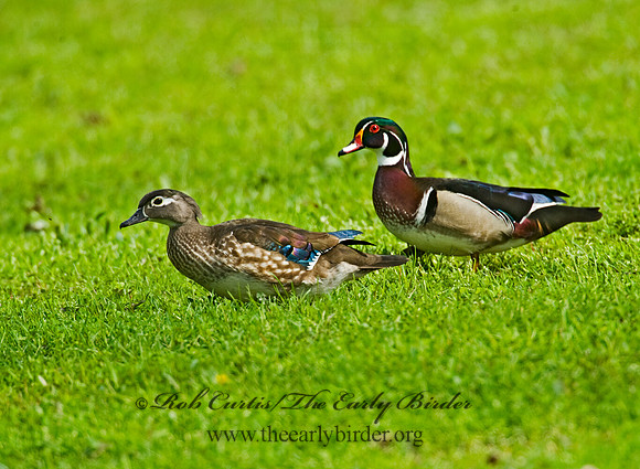Aix sponsa  WOOD DUCK 8012806