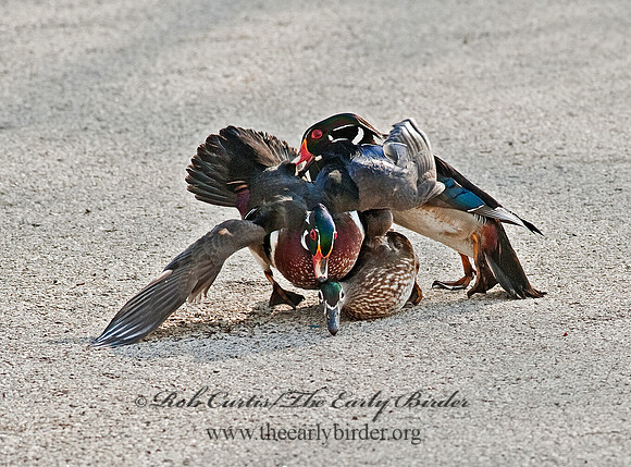 Aix sponsa  WOOD DUCK 8021520